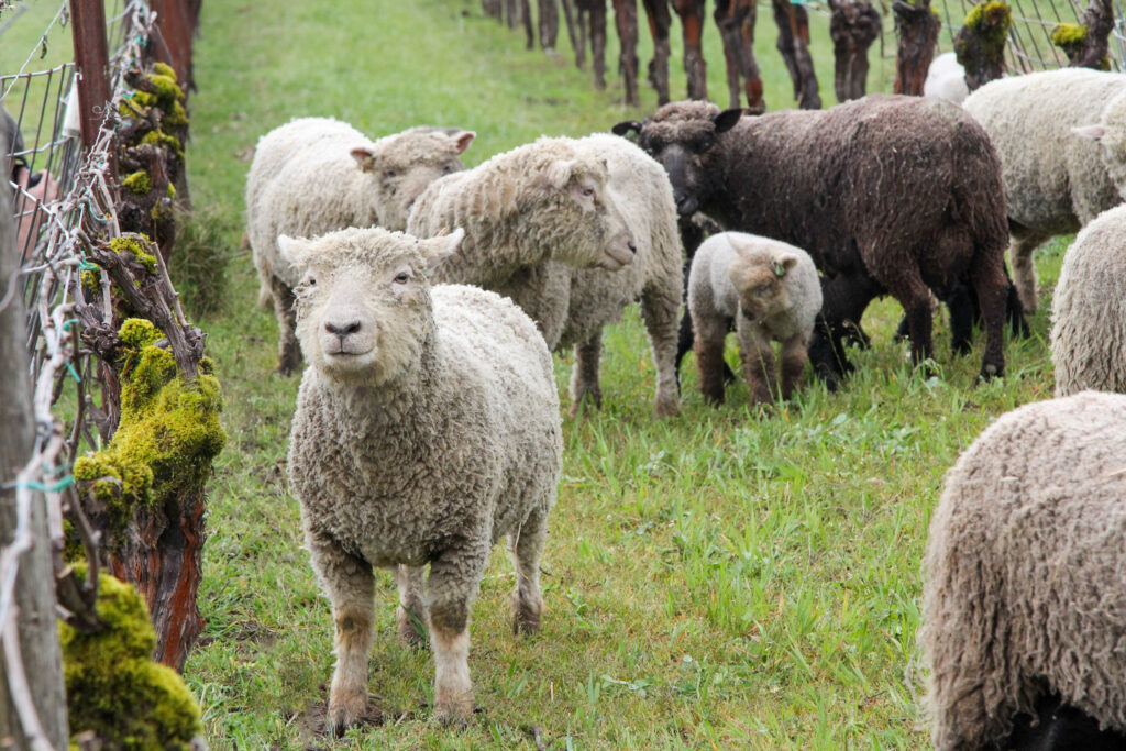 Sheep in the vineyard