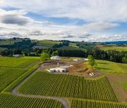 Dundee Vineyard Aerial
