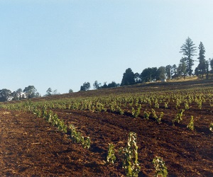 Willamette Valley Vineyard old photo