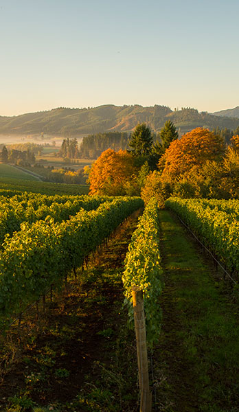 Tualatin Vineyard Aerial