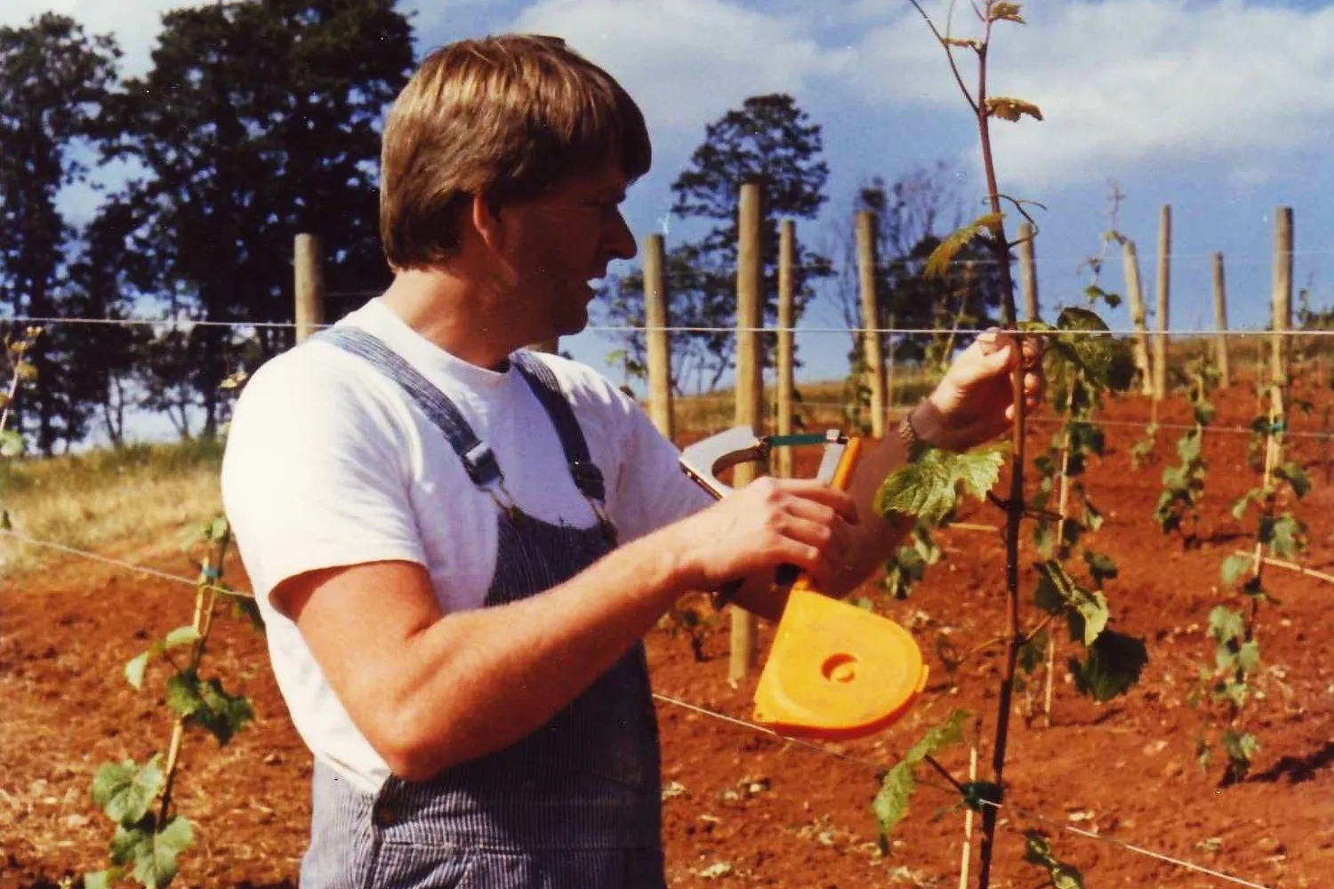 early-Jimplantingfirstvines1-ZGFADC