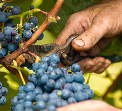 Grape cluster at Willamette Valley Vineyards