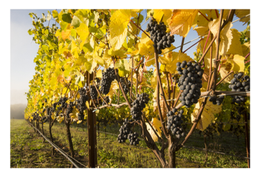 Grapes at Willamette Valley Vineyards