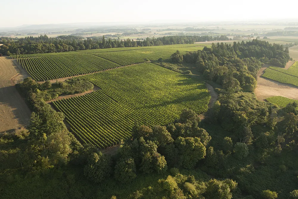 Aerial view over Elton Vineyards, Eola-Amity AVA, Willamette Valley, Oregon
