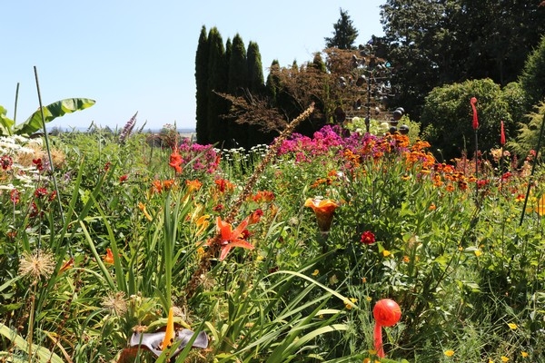 A vibrant garden filled with colorful flowers, including orange lilies and pink blooms, under a clear blue sky.
