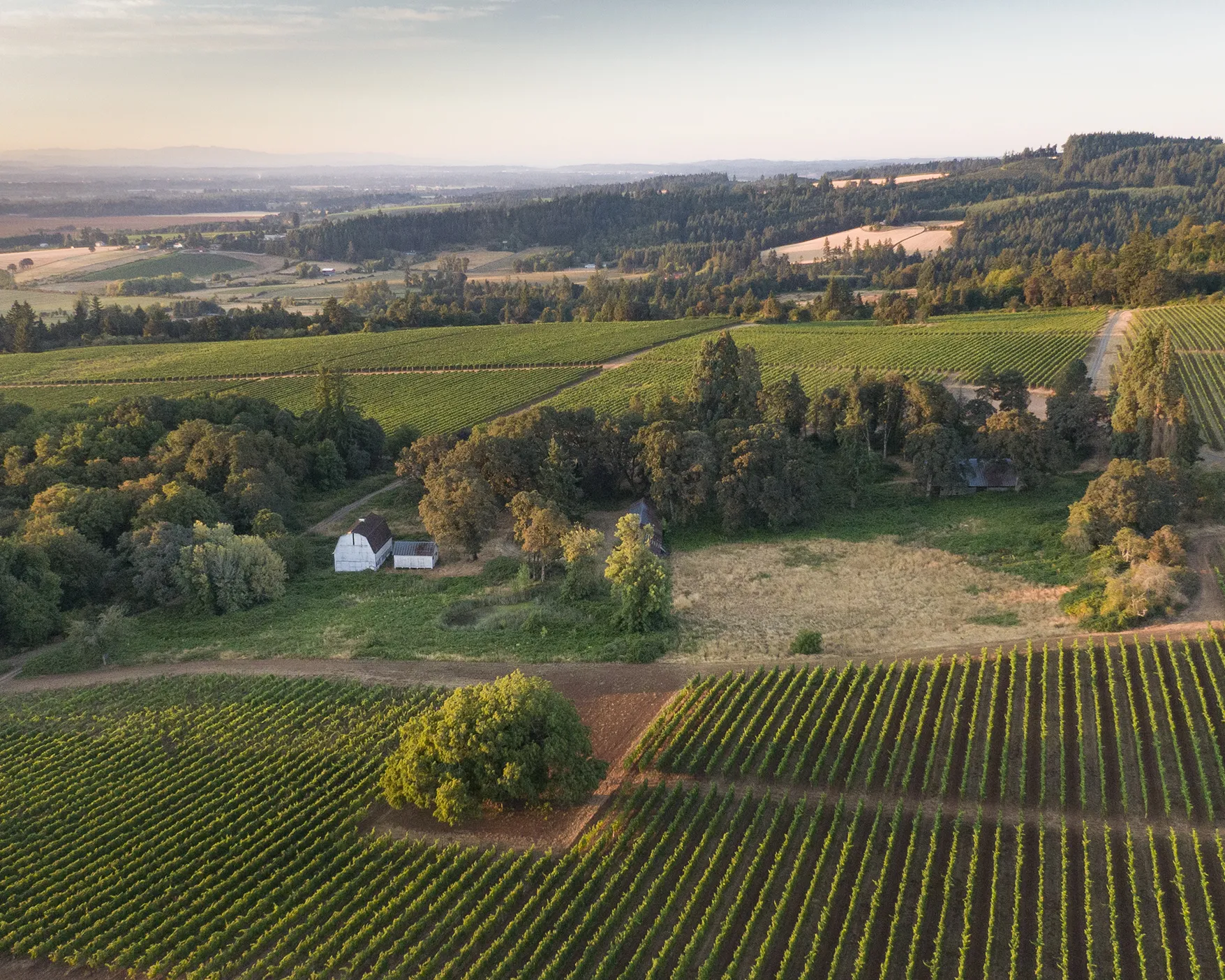 Aerial Image of Elton Vineyards