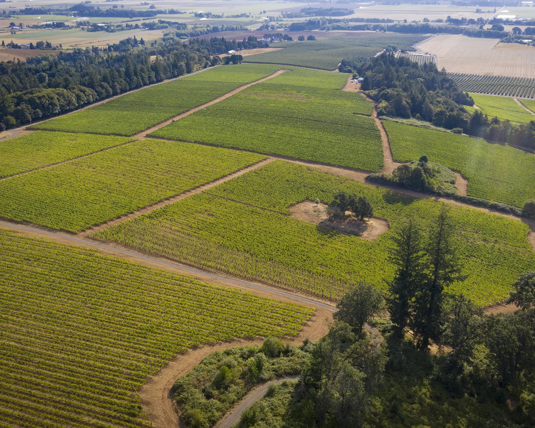 Aerial Image of Elton Vineyards
