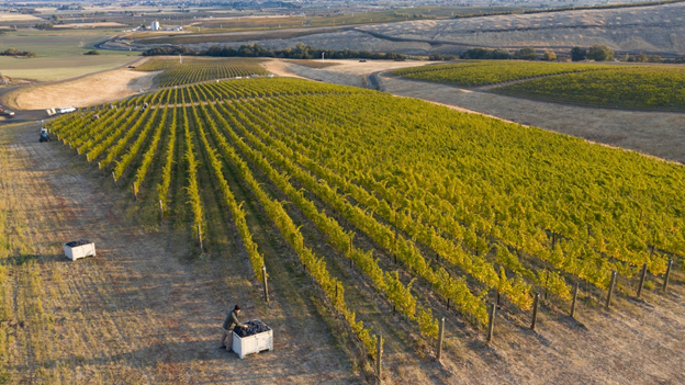 Aerial view of Pambrun Vineyards, located in Walla Walla.