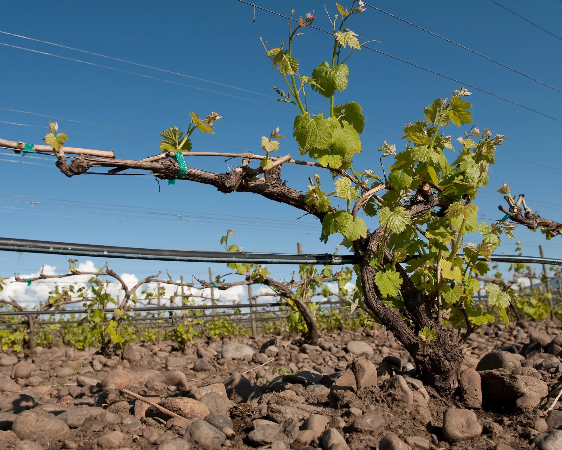 Maison Bleue VIneyard