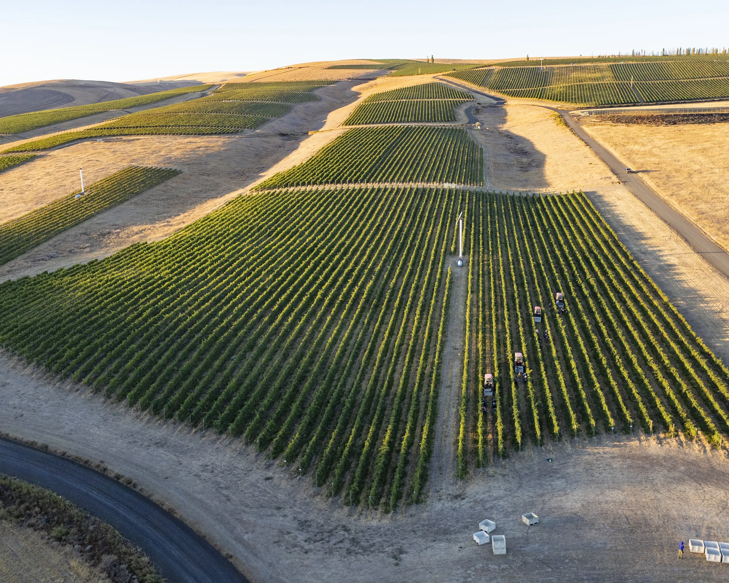 Pambrun Vineyard Aerial