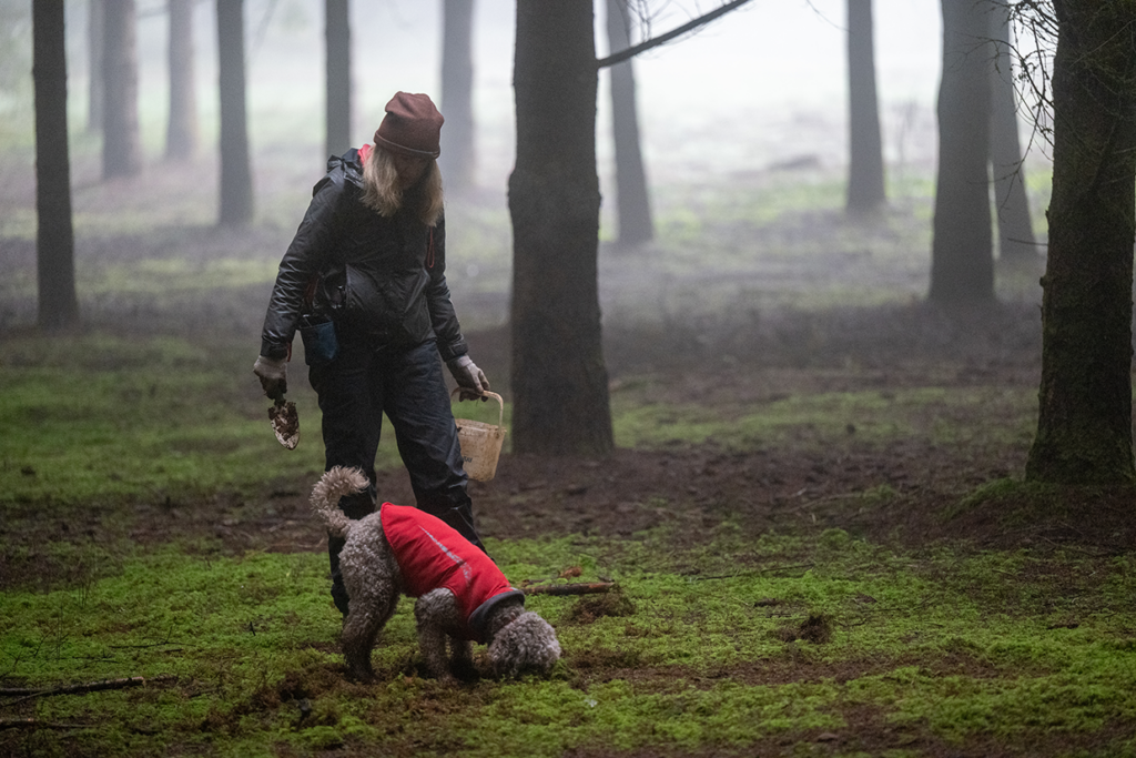 Willa the truffle hunting dog