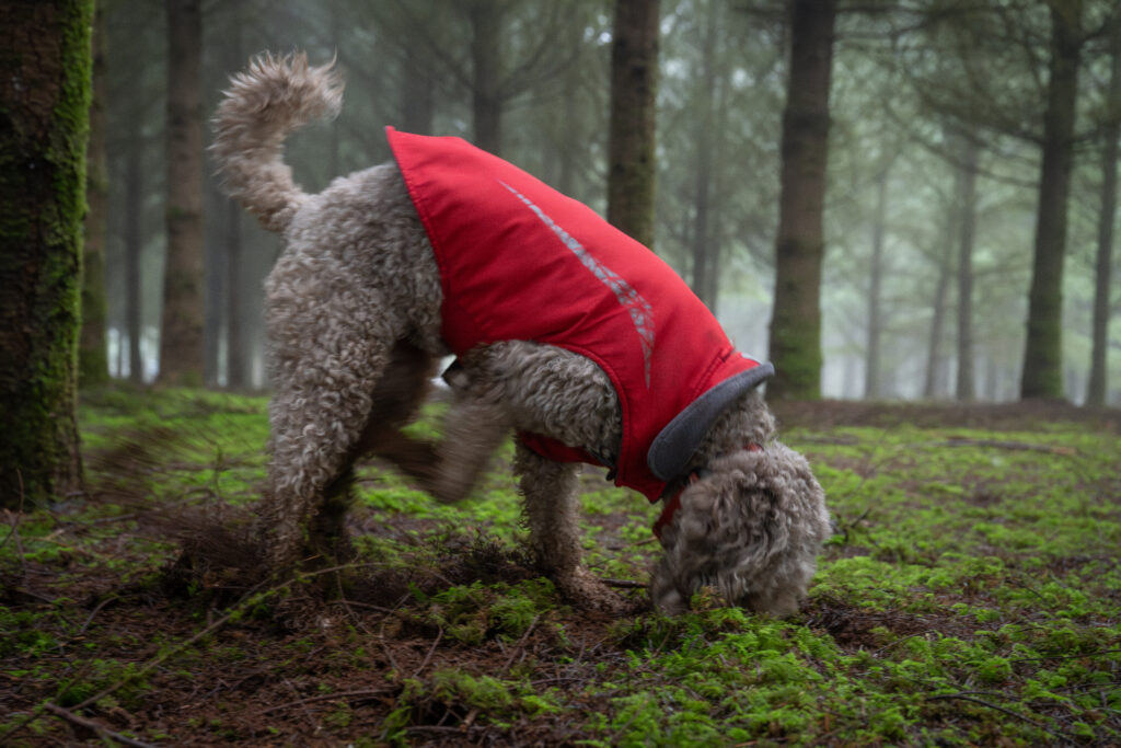 Willa the truffle dog digging