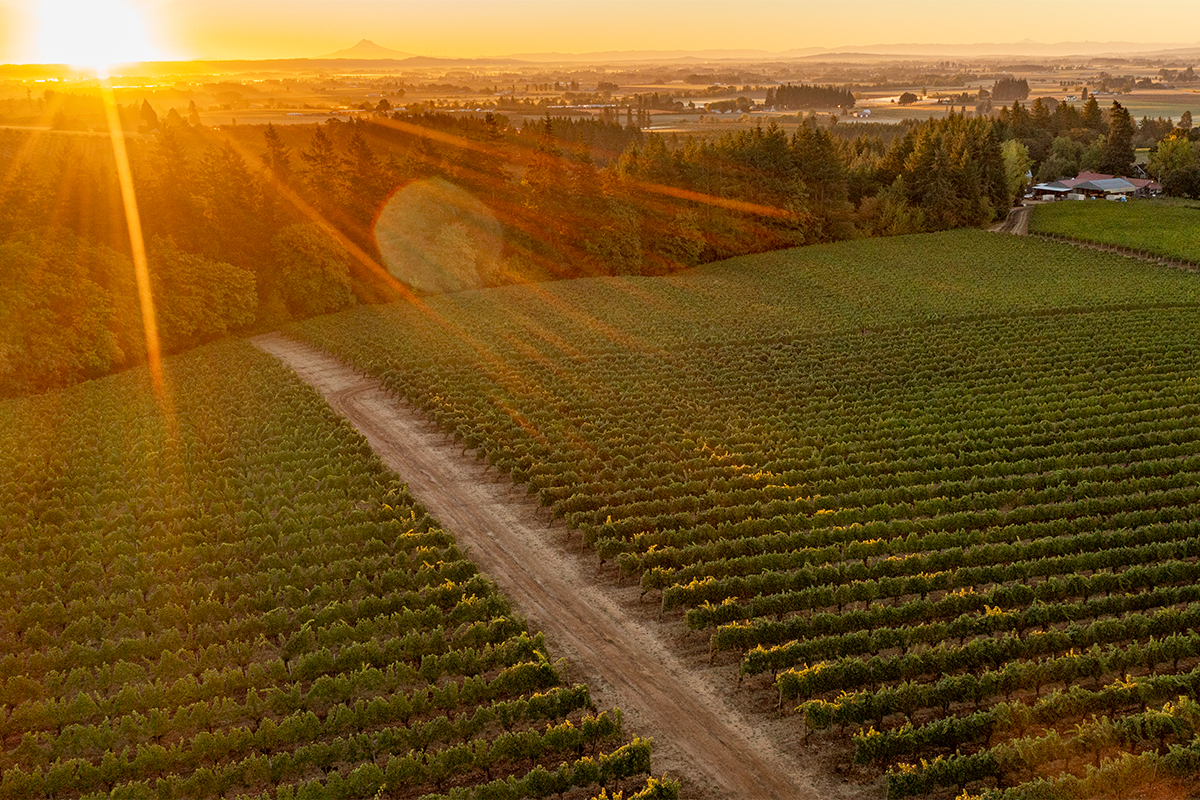 Tualatin Estate Vineyard