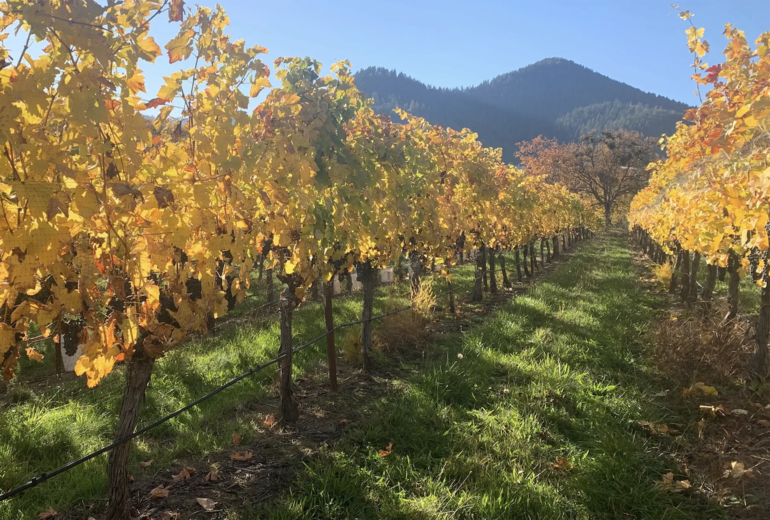 Quail_Run_vineyards