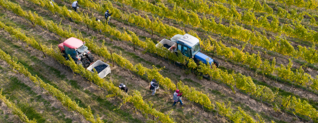 Pambrun Harvest